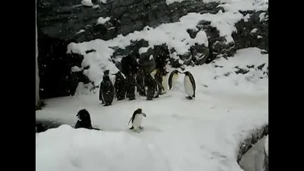 Смешното и танцуващо пингвинче 