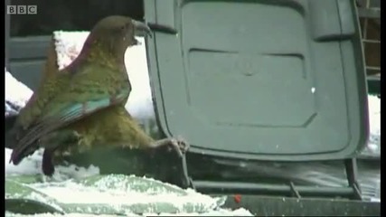 Wheelie bin raid - Kea - The Smartest Parrot - Bbc 