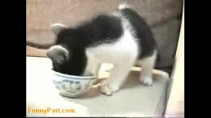 Супер Гладна Котка