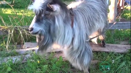 Goats Remix ! Много смях !