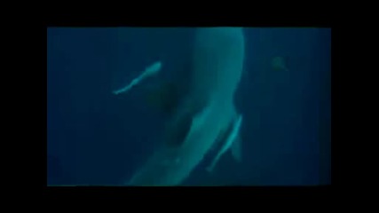 Shark Week Vacation Bites