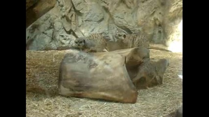 Сурикати в Софийски зоопарк
