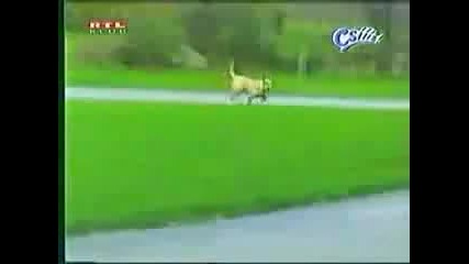 funny dog makes you laugh within a seconds