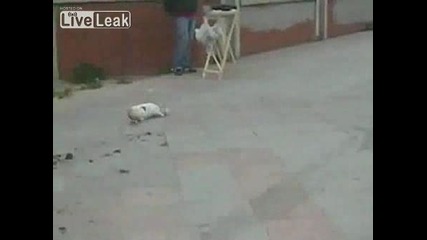 Котка След Лов Си Почива