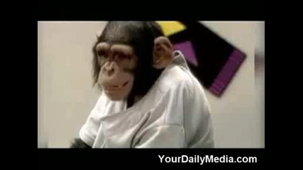kissing monkeys prank.wmv