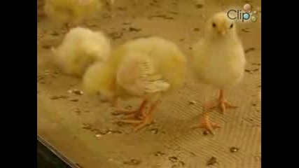 Sleep Chick :)
