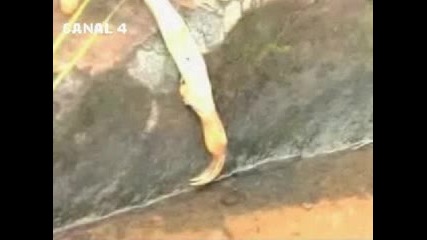 Извънземно или поредната гавра на природата