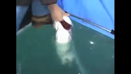 Рибар Полудява От Щастие Когато Вижда Какъв Му Е Уловът