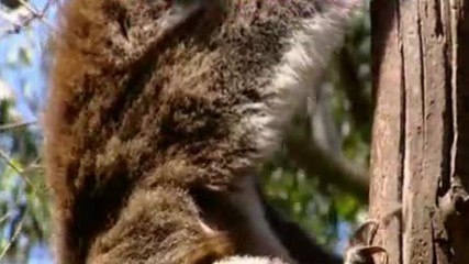 Koala Turkce Dublaj Belgesel Film Yonetmen 2017 Hd