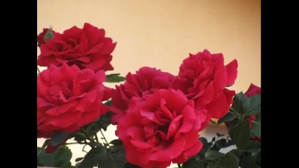 Цветята И Красотата