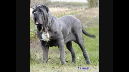 Top 10 Guard Dogs In The World!!!!