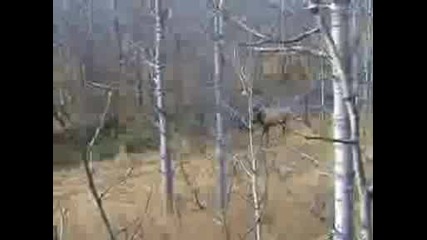 Northern Legends Ranch Elk Hunting