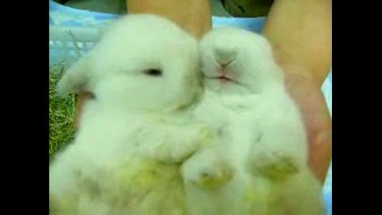 Супер Cладки гушнати зайченца !! ;p