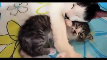 Грижовна мама котка гушка своето бебе котенце