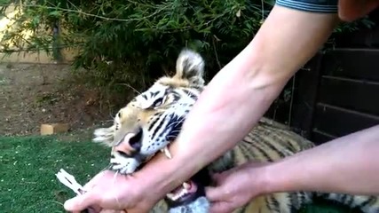 Мъж вади млечен зъб на тигър .