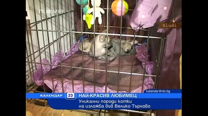 Уникaлни породи котки на изложба във Велико Търново