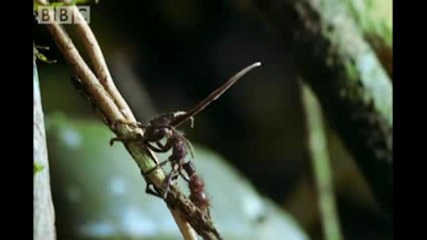 Cordyceps Attack Of The Killer Fungi - Planet Earth Attenborou