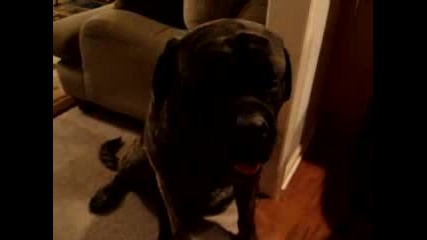 Diesel The English Mastiff Отново 