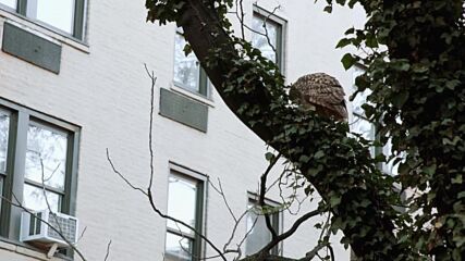 Бухал, избягал от зоопарк преди година, се появи на дърво в Манхатън (ВИДЕО)