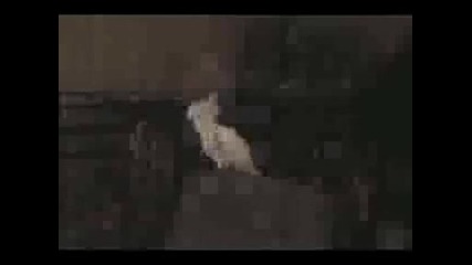 Папагал - танцьор (dance with me)