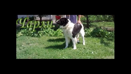 Овчарски Кучета - Породи 