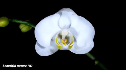 Blooming flowers and dancing