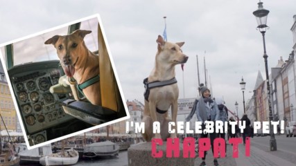 I'm a Celebrity Pet! Chapati the dog is a bona fide travel influencer