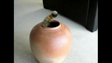 Котка във ваза