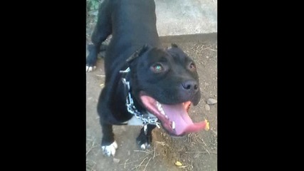 Pit Bull 