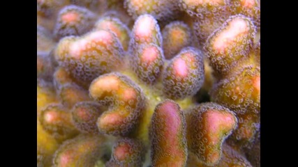 Корал Styllophora pistillata в рифов аквариум