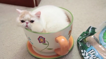 Котка в чаена чаша