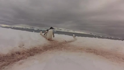 Трябва ли им на пингвините регулировчик?