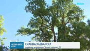 Започва възстановяването на парк „Врана“, близо 1000 дървета са определени като опасни