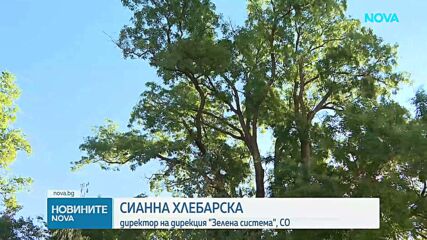 Започва възстановяването на парк „Врана“, близо 1000 дървета са определени като опасни