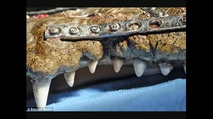 операция на четириметров крокодил 