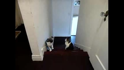 котка боксюр голям смях 