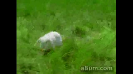 Страшно зайче