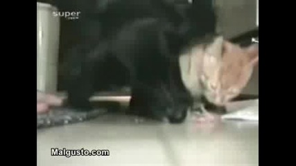 Котка Егоист