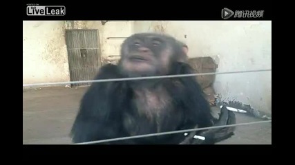 Шимпанзе изпуши две цигари подред от скука