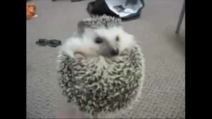 Boggie Boggie Hedgehog