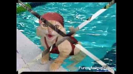 funy jivotni
