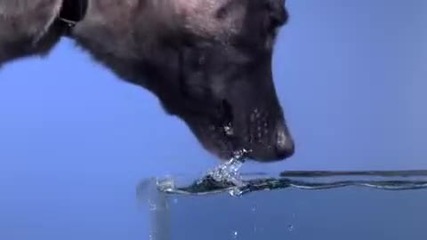Яко ! Куче пие вода на забавен кадър ! 