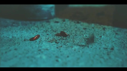 Blood 블러드 eyes on fire mv