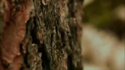 Эдгар Туниянц - Куда уносят мечты - Where the claim dreams.