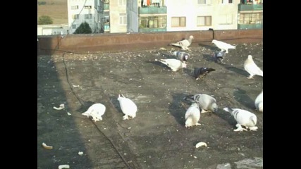 razgrad - aygun