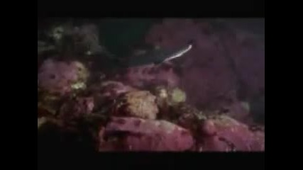 Shark vs Octopus 