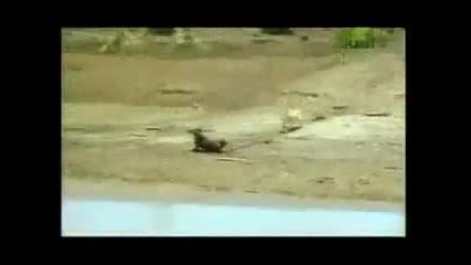Хитра Лъвица vs Combat Антилопа - Гну в Африка 