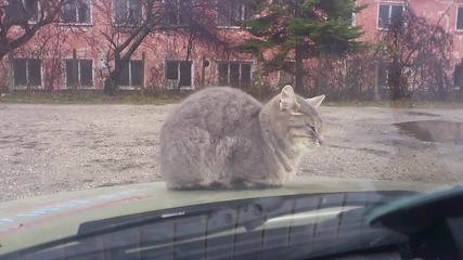 Коте върху капака на колата :)