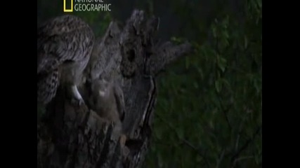 National Geographic. Дикая природа России. Приморье. 1