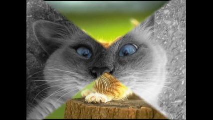 котки